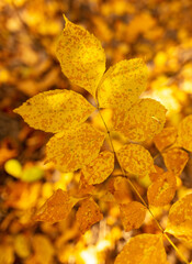 Leaves in the forest in autumn.