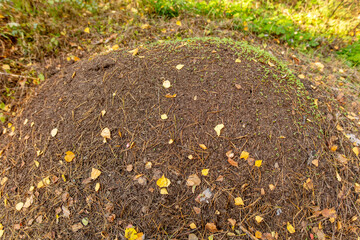 Anthill in the forest in autumn.