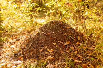 Fototapeta premium Anthill in the forest in autumn.