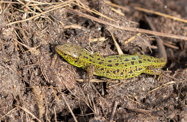 Green lizard on the ground in spring.