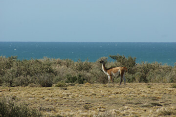 Naklejka na ściany i meble guanaco alone in the steppe of patagonia with the atlantic sea in the background