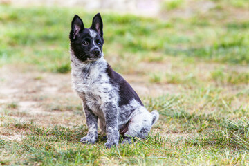 Mixed breed dog puppy in the garden of the house.