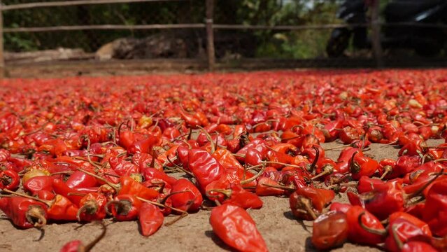 Pods of raw red hot chili peppers dried lying on the ground in the courtyard