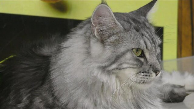The Siberian cat breed is a centuries-old variety of domestic cat (landrace). Landrace is a domesticated, locally adapted species.