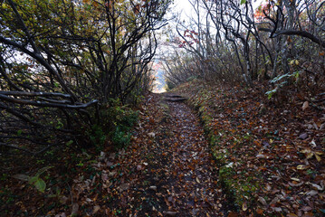 Climbing mountain in autumn, Nasu, Tochigi, Japan