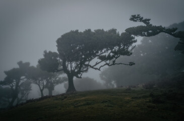 Misty foggy morning in the Fanal forest. Madeira island, Portugal. October 2021
