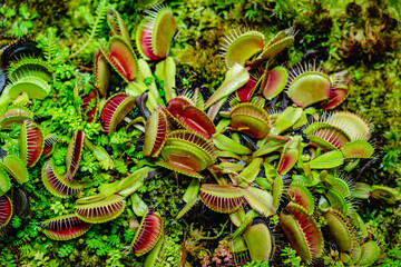 Tropical forest with carnivorous plants