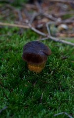 Mushroom growing in the forest. © czorticzort