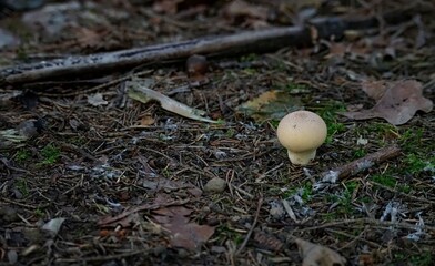 Puffball growing lonely in the forest