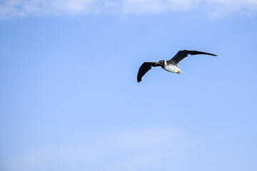 One seagull in free flight in blue sky with clouds, freedom in wild. Copy space. Selective focus.