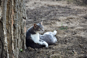 One gray-white street cat lies under tree and looks into distance.Copy space. Selective focus.