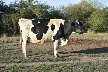 Vaches laitières dans une exploitations agricoles du Berry, France, Europe Août 2022