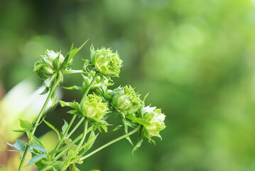Green rose or concourse rose on bokeh nature background.