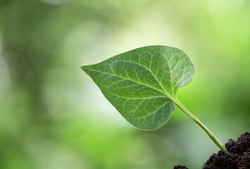 Houttuynia cordata leaf on nature background.