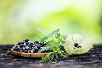 Balloon vine or cardiospermum halicacabum fruits and seeds on nature background.