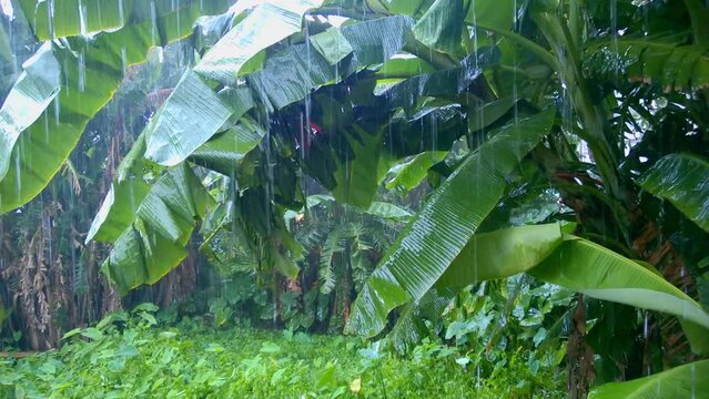Tropical Rain. Rain drops pouring on lush green leaves of banana and other trees