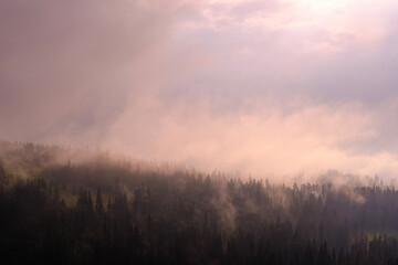 fog in the forest