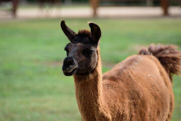 brown llama in nature park on sunny day green grass