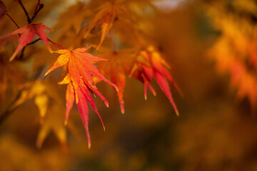red autumn leaves