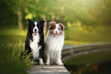 two border collie dogs in morning sunrise green nature park - obrazy, fototapety, plakaty