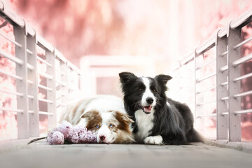 two border collie dogs in morning sunrise pink nature park