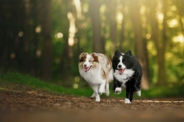 two border collie dogs running in morning sunrise green nature park