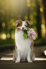 border collie dog bring purple lilac in morning sunrise green nature park