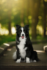 Fototapeta premium border collie dog sitting in morning sunrise green nature park