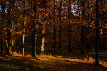 autumn in the forest