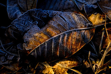 autumn leaves on the ground