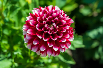 Close-up of red and white flower Dahlia pinnata.