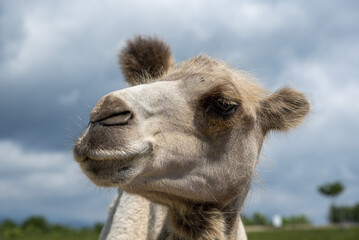 Portrait of a camel against a cloudy sky .