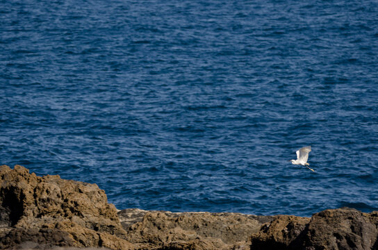 Little egret Egretta garzetta in flight over the coast. La Garita. Telde. Gran Canaria. Canary Islands. Spain.