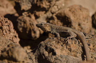 Naklejka na ściany i meble Male Gran Canaria giant lizard Gallotia stehlini. La Garita. Telde. Gran Canaria. Canary Islands. Spain.