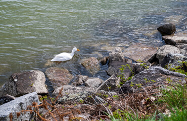 Fototapeta premium Goose in the water near the rocky coast.