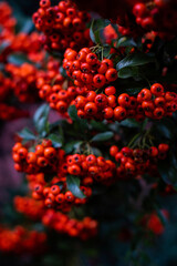 red rowan berries
