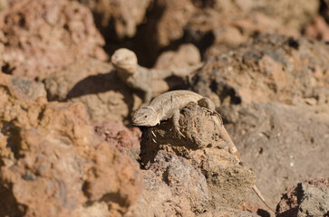 Gran Canaria giant lizards Gallotia stehlini with a female in the foreground. La Garita. Telde. Gran Canaria. Canary Islands. Spain.