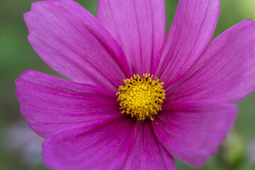 Obraz premium Beautiful pink cosmos flowers (Cosmos Bipinnatus) in the garden. Close up of blooming Cosmos bipinnatus (commonly called the garden cosmos or Mexican aster)