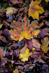autumn leaves in water
