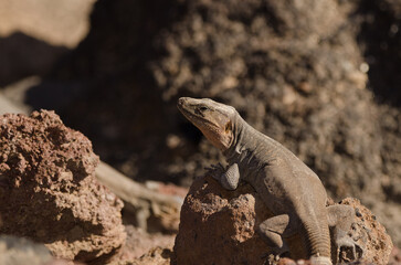 Male Gran Canaria giant lizard Gallotia stehlini. La Garita. Telde. Gran Canaria. Canary Islands. Spain.