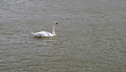 White swan float in shallow water