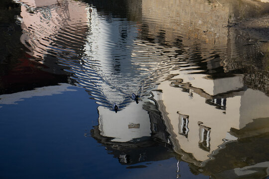 Duck in the lake 