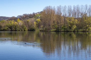 Fototapeta na wymiar Duck in the lake 