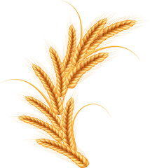 Fototapeta premium Ripe spikelets of wheat with grains,ears and stalks.Realistic illustration of seed plants,organic farming farming.Healthy lifestyle element.