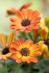 close-up of a beautiful orange-red purple osteospermum flower with yellow-bordered petals against a green, blurry background