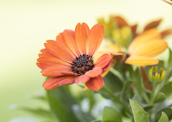 close-up of a beautiful orange-red purple osteospermum flower with yellow-bordered petals against a green, blurry background