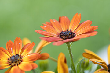 close-up of a beautiful orange-red purple osteospermum flower with yellow-bordered petals against a green, blurry background