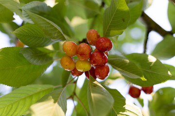 Ripe cherry on branches of cherry trees under sun's rays. 