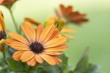 close-up of a beautiful orange-red purple osteospermum flower with yellow-bordered petals against a green, blurry background