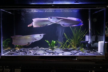 Arowana With Aquarium